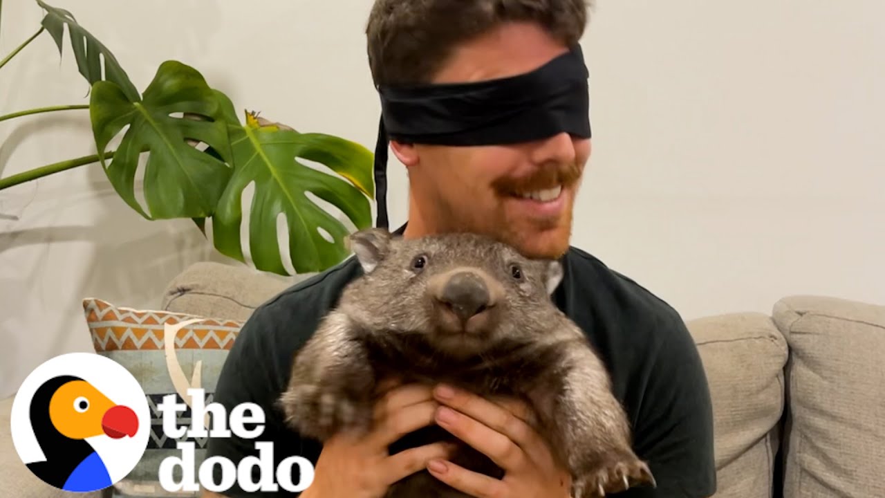 This Guy's Dad To 3 Baby Wombats - The Dodo