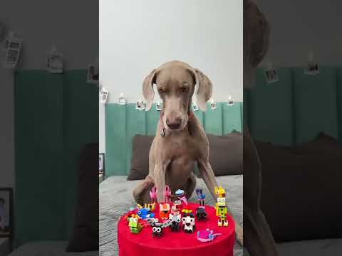 When the owner brings toys for Sonu #youtubeshorts #viralshort