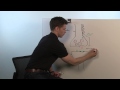 Neuronal Communication and Neurotransmitters