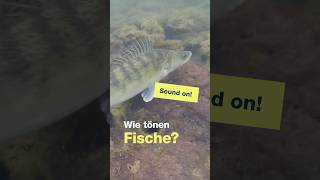 Wie tönen Fische? NahReise zur Sprache der Fische