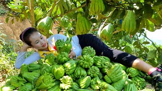 Pick plums, Buddha's tree, and zucchini. l Lý Thị Sai