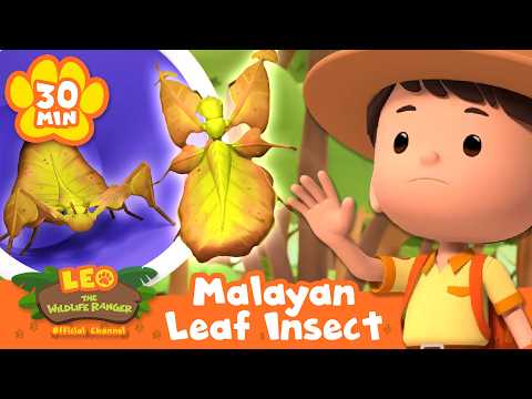 Junior Rangers Take Great Care of the Leaf Insect! | Leo the Wildlife Ranger | Animal Cartoons