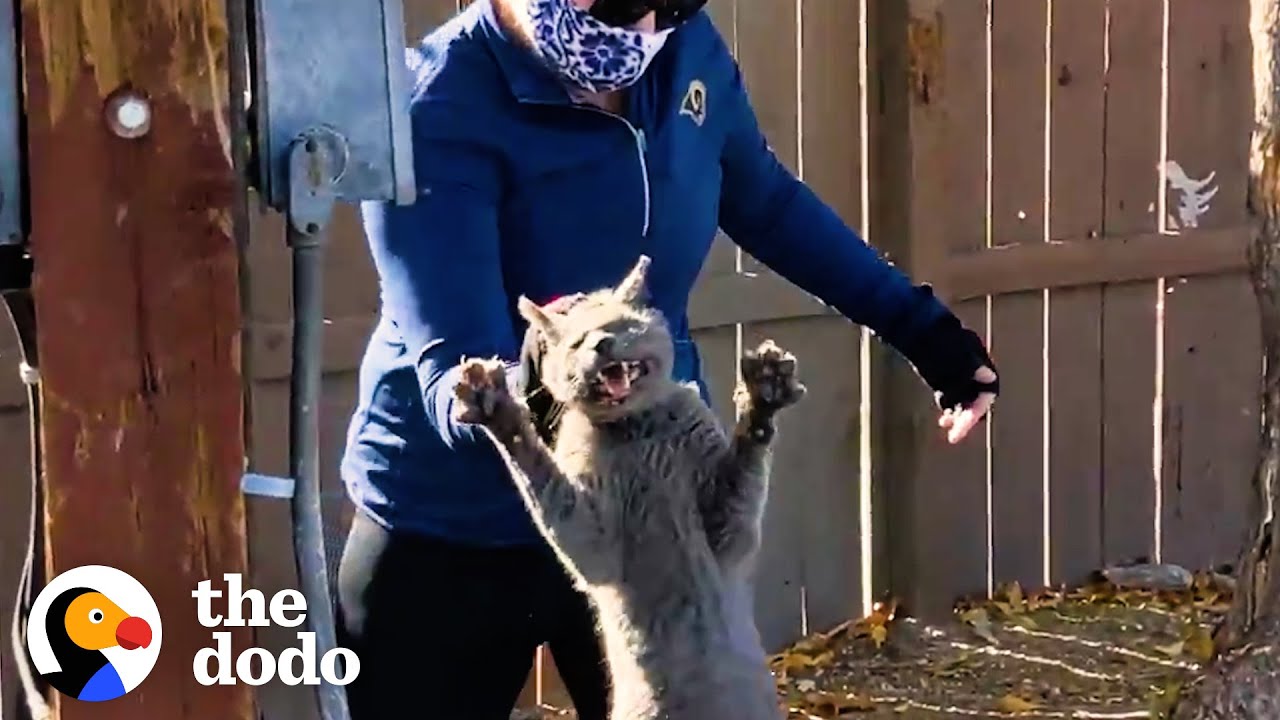 Cat Abandoned When Owners Moved Jumps Into His Rescuer's Arms Cat Crazy