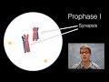 Exploring the Phases of Meiosis