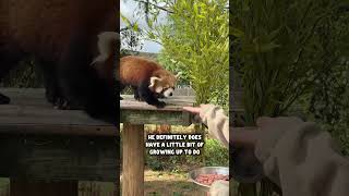 Introducing Nilay The Red Panda ❤️