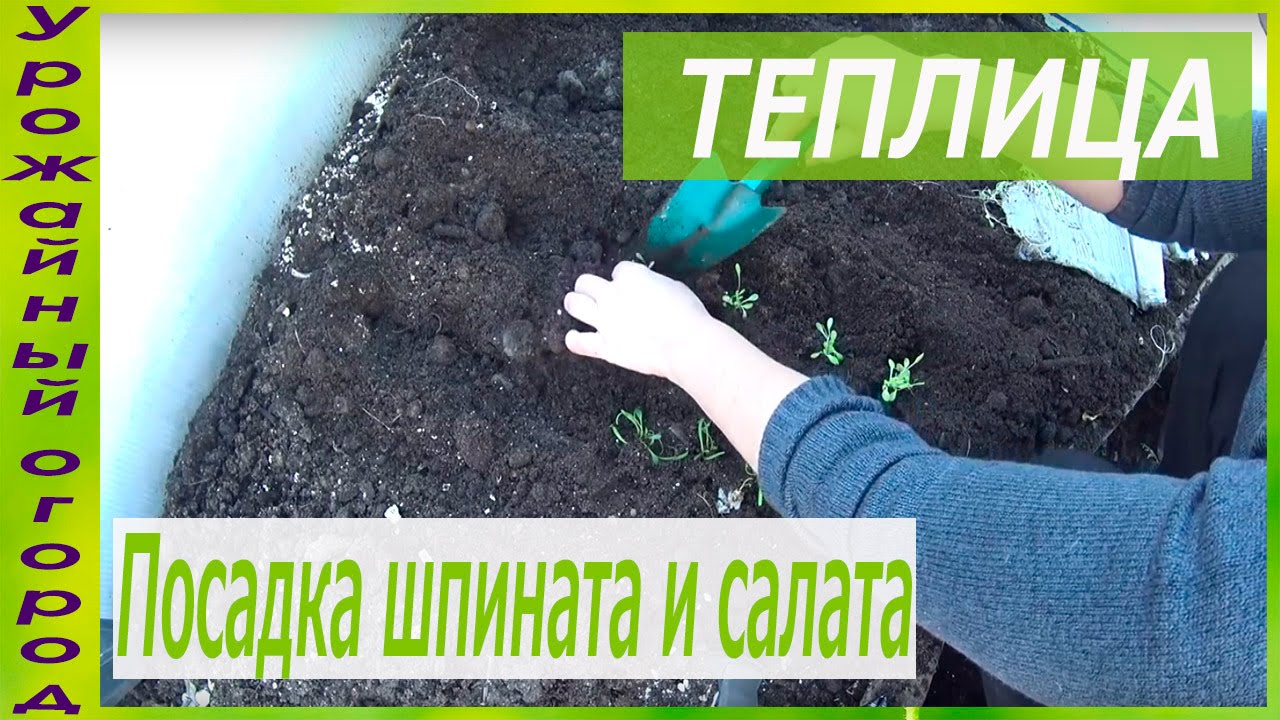 Посадка рассады шпината и салата в грунт