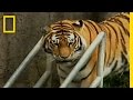 Tiger Incident at San Francisco Zoo