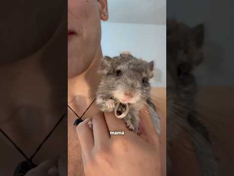 Casi me muero 😭 #chinchilla #animalestiernos #mascotas