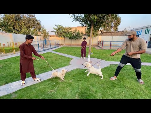 Alpha Ka Dost Aya Lekn Fight Ho Gai 🤣