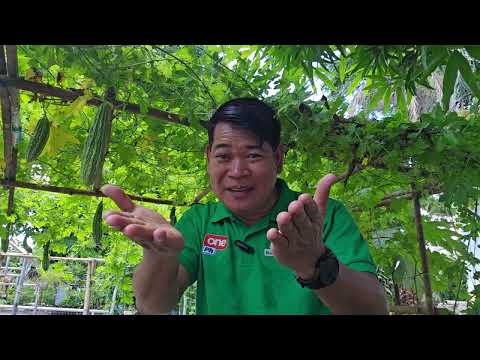 BEL-AIR COMMUNITY FARM MAKATI #gardening #vegetables #farming101 #makati #greenleafyvegetables