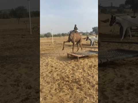 একজন ট্রাকের ড্রাইভার উট গুলো কে পানি পান করালো।। #AayanShehXadaMuktar #shorts #youtubeshorts #islam