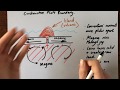 Constructive Plate Boundaries Concepts