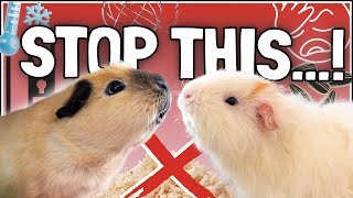 10 BIGGEST Guinea Pig Care Mistakes (How to Fix Them Now!)