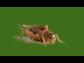 Understanding Crickets Chirping