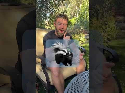 Which Animal Do You Think Is The Worst Pet?