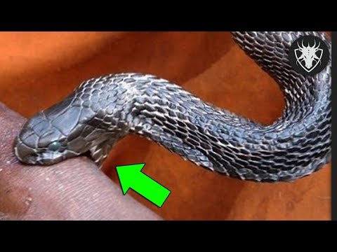 Se Você Encontrar uma dessas Cobras, Fuja Rápido - As 10 Cobras mais Perigosas do Mundo #2
