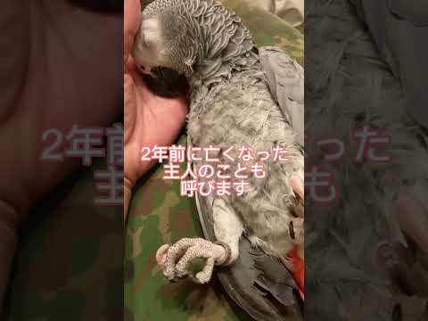【亡き主人に仕込まれていた言葉がエグい】#インコのいる暮らし #ヨウム#ペット