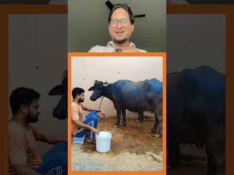 Buffalo￼ ka Dimag Bahut Ho Gaya Hai || #shorts #shortsfeed #ytshorts