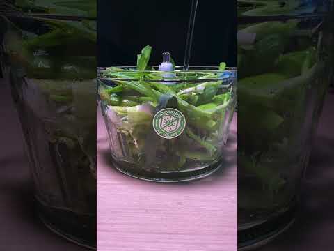 Minyak Daun Bawang