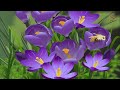 Animal Behavior and Conditioning Concepts