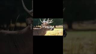 What you shoot if…