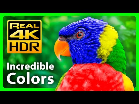 The Most Colorful Nature in Real 4K HDR - Incredible Tropical Animals and Relaxing Music - 2022