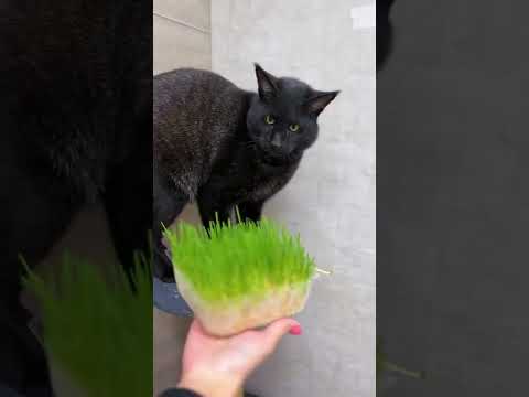 Камышовый кот Вульф пробует траву 😺