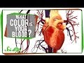 Understanding Blood and Its Colors