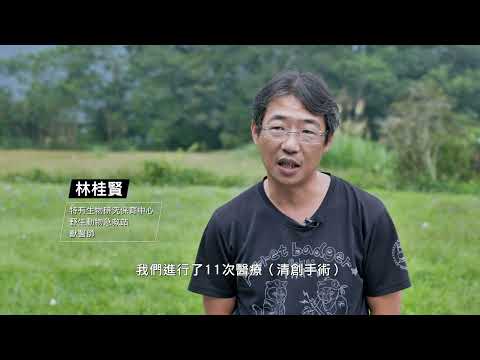精華短片 一隻臺灣黑熊之死（中文） 4K - YouTube