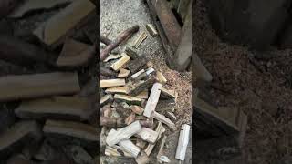 Kleines Edit vom Wald #Wald #Edit #fyp #Klein #Update #Holzhacken #SehrGeil #🇩🇪#Natur #OutdoorGUY