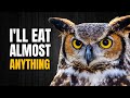 Great Horned Owl Knowledge Assessment