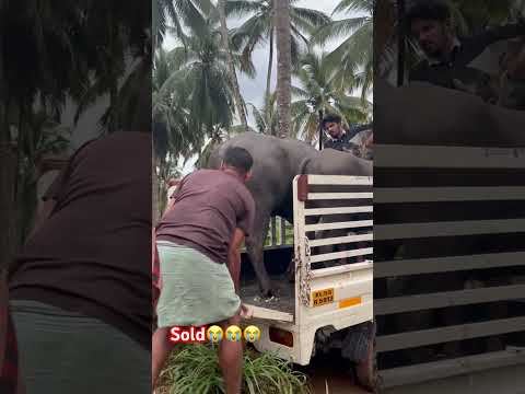 സ്നേഹിച്ചു വളർത്തിയ പോത്തിനെ വിറ്റു 😭😭😭😭😭😔