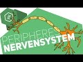 peripheres-nervensystem/
