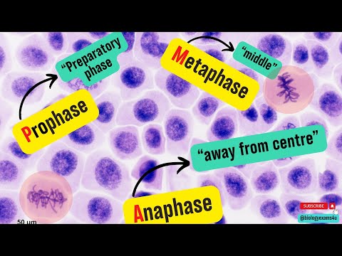 How to identify Mitotic stages under Microscope? Mitotic index calculation and Significance