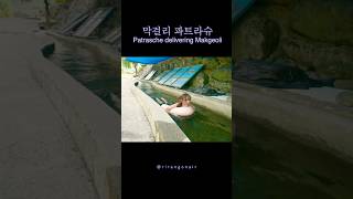 막걸리 배달하는 파트라슈 리랑