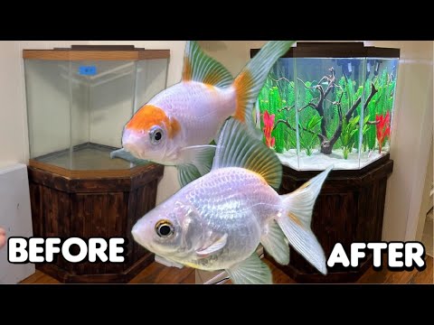 Restoring a Vintage Aquarium for Two Goldfish