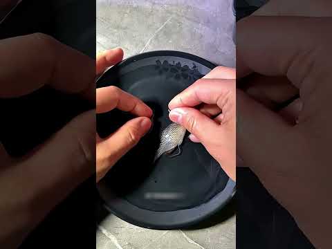 魚の赤ちゃんを助けたらどうなる？驚きの成長記録