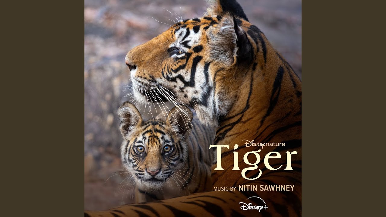 Tigers on the Rise Imagem do trailer