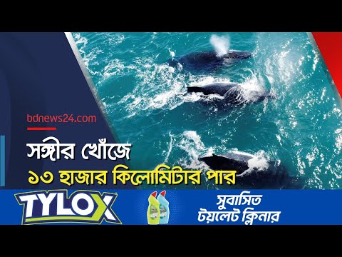 তিমির রেকর্ড ভাঙা যাত্রা দেখে বিজ্ঞানীরা হতবাক | Whale surprises scientists | @bdnews24