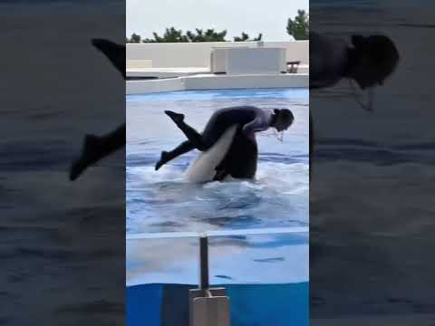 Top Jessica Radcliffe Orca Attack 😢 Horrifying Final Moments of Orca Trainer 🌊 | What Happened?