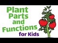Plant Structure and Functions