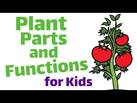 Plant Parts and Functions | First and Second Grade...