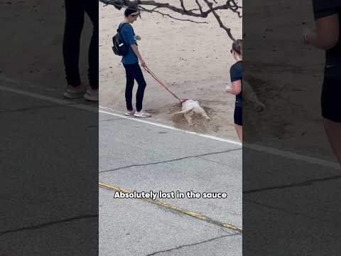 This dog is living his best life 🥰#dog #doglife #doglove #shorts #foryou