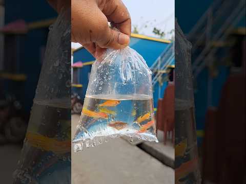 ড্রেনে মাছের প্যাকেট কুড়িয়ে পেলাম