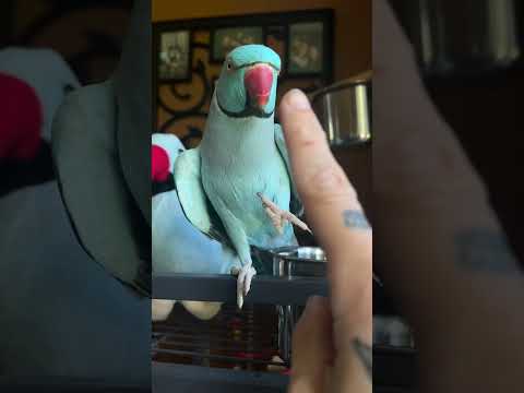 Parrot loves kisses 😘