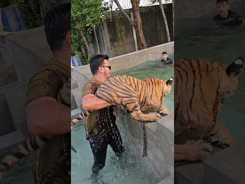 Naughty Kid Wants to Play with Tiger in the Pool | Nouman Hassan |