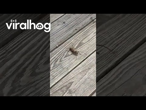 Ladies vs. the Not-So-Flightless Bug || ViralHog