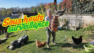 VLOG POTAGER : Grand nettoyage du jardin et tonte (avec l'aide des poules !) #maman #potager #jardin