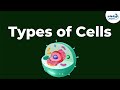 Cell Types and Their Differences
