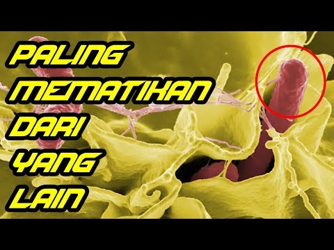 penyakit dari virus dan bakteri